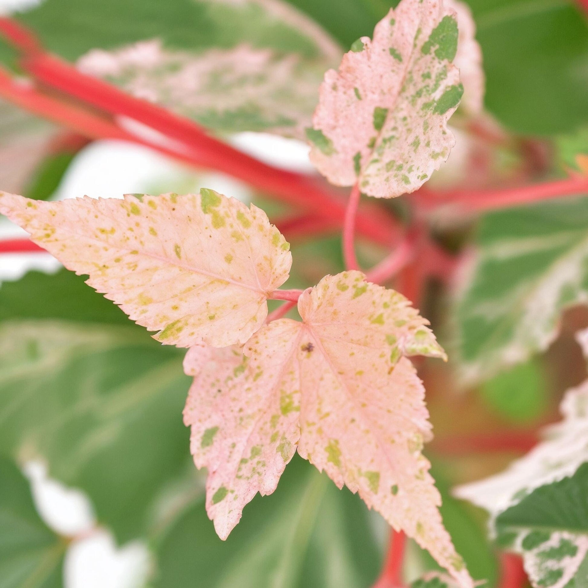 Arce Japonés - Acer Conspicuum 'red Flamingo' - Altura 50-60cm - ⌀19cm_3