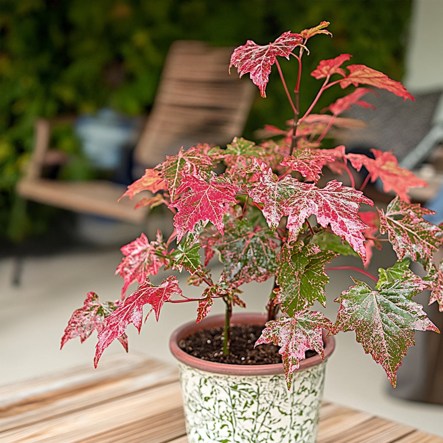 Arce Japonés - Acer Conspicuum 'red Flamingo' - Altura 50-60cm - ⌀19cm_4