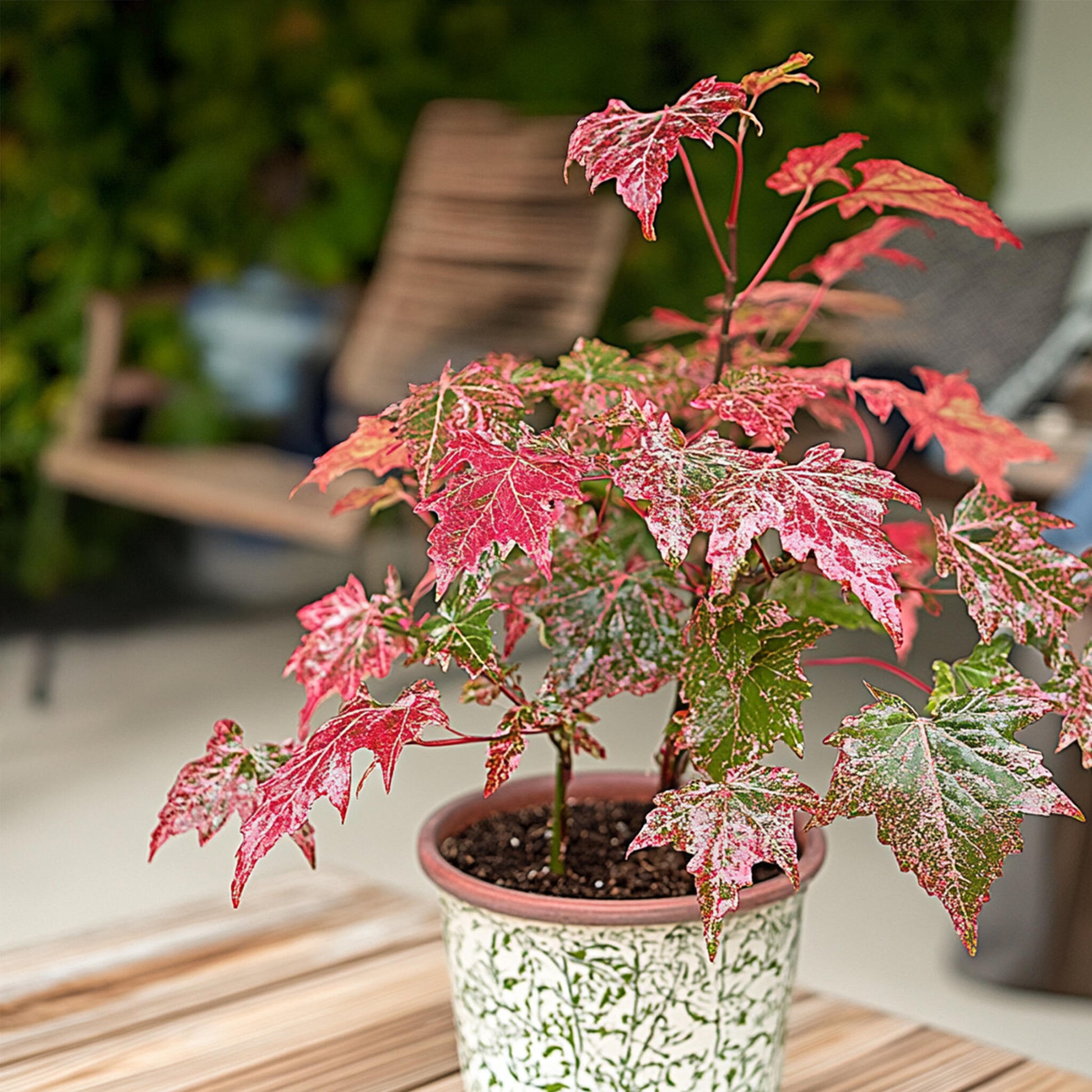 Arce Japonés - Acer Conspicuum 'red Flamingo' - Altura 50-60cm - ⌀19cm_4