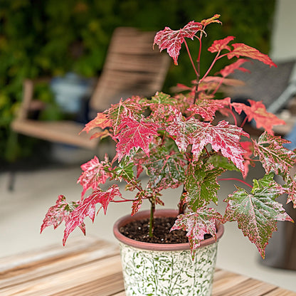 Arce Japonés - Acer Conspicuum 'red Flamingo' - Altura 50-60cm - ⌀19cm_4
