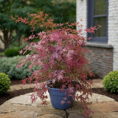 Arce Japonés - Acer Palmatum 'amagi-shigure' - Altura 30-40cm - ⌀13cm_1
