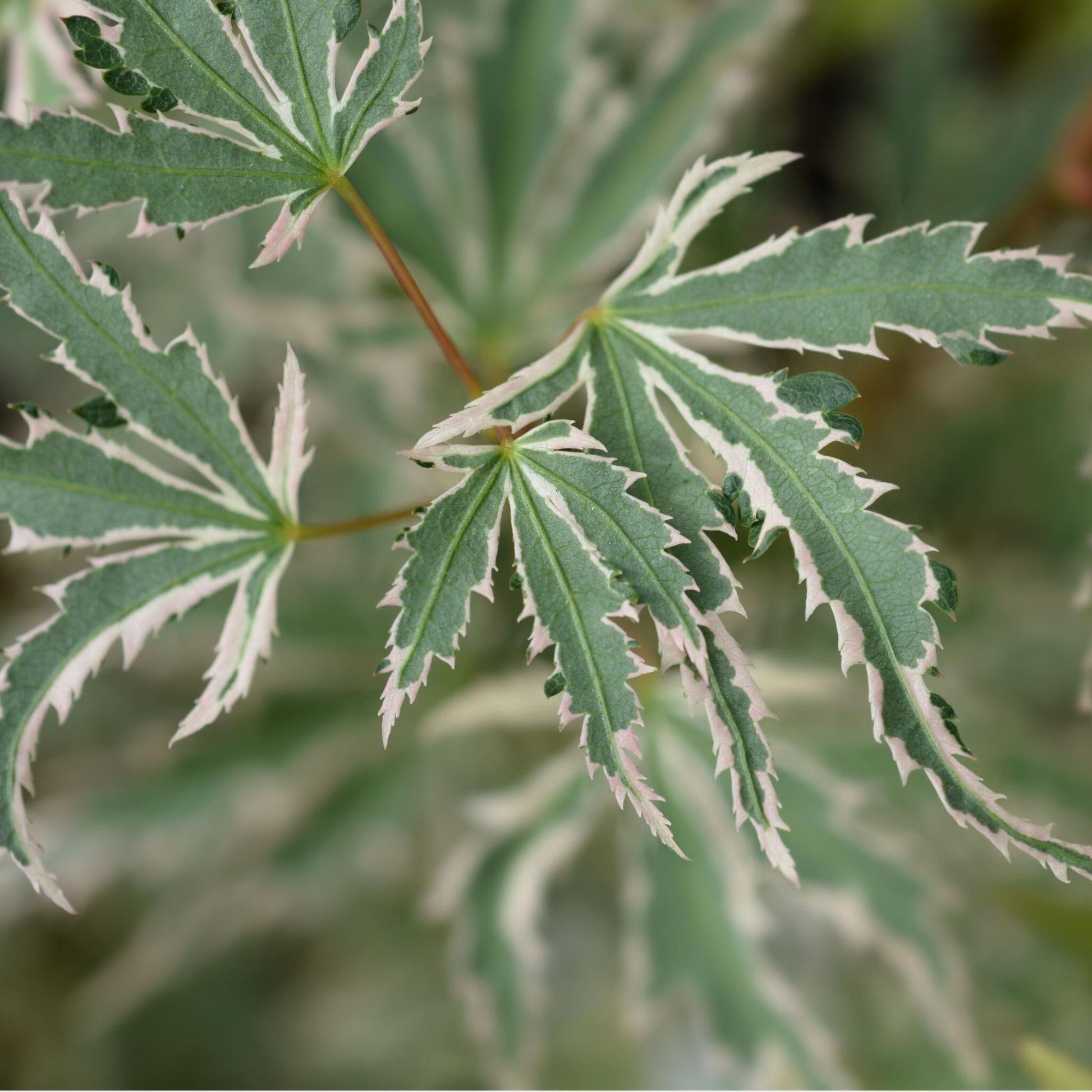 Arce Japonés - Acer Palmatum 'butterfly' - Altura 25-40cm - ⌀105cm_3