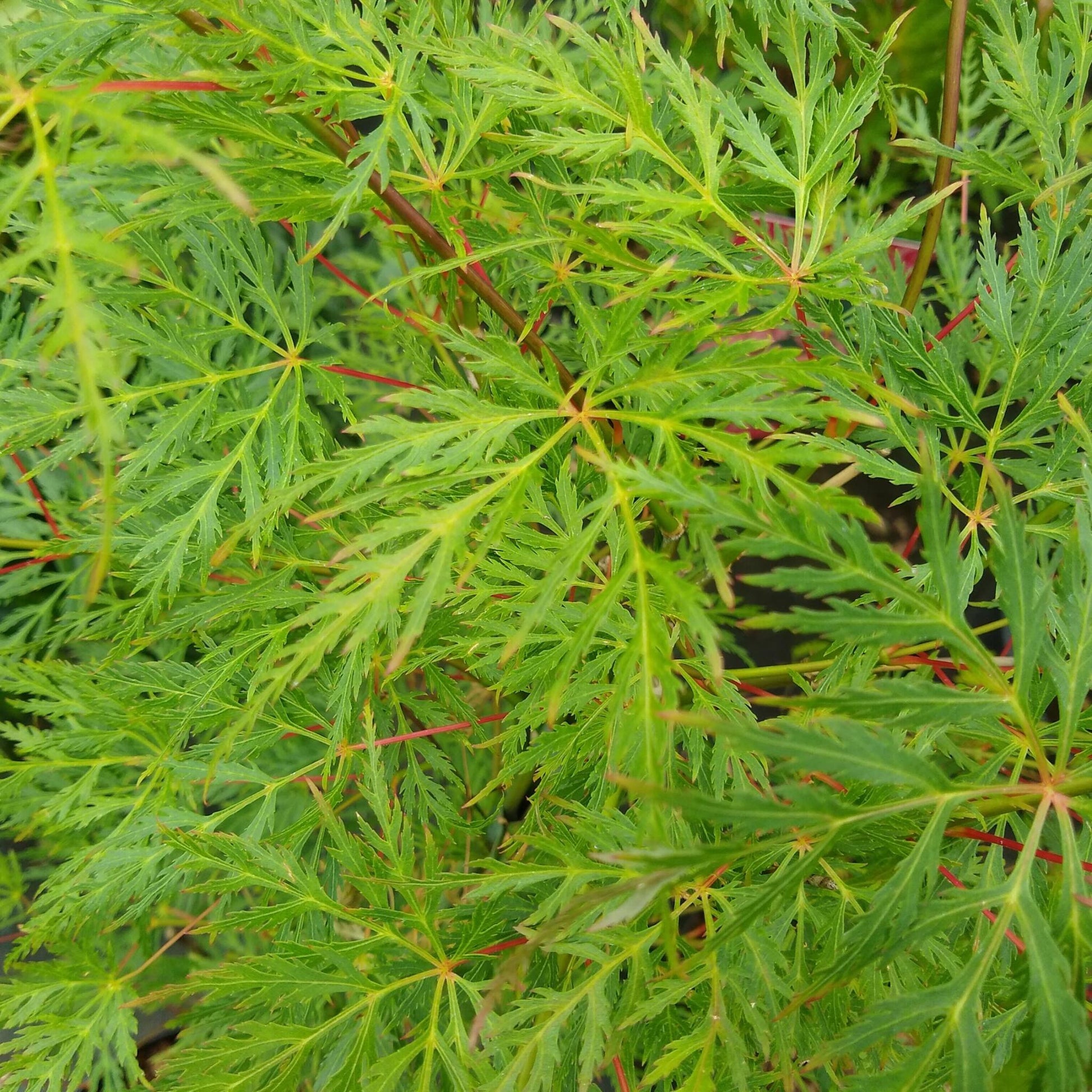 Arce Japonés - Acer Palmatum 'emerald Lace' - Altura 60-70cm - ⌀19cm_1
