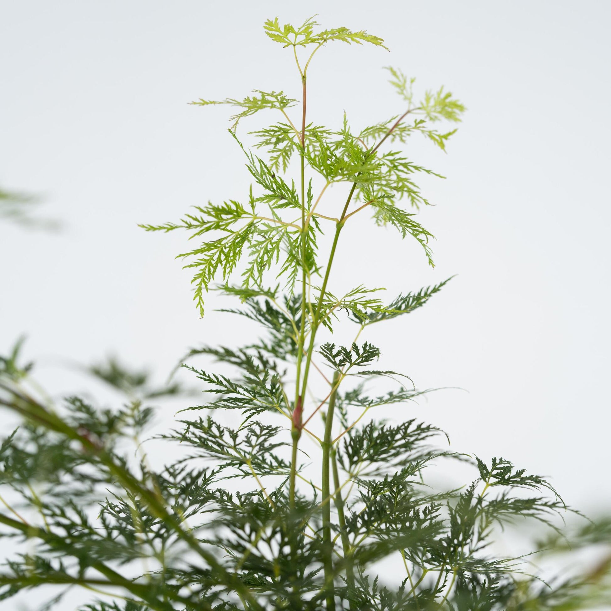 Arce Japonés - Acer Palmatum 'emerald Lace' - Altura 60-70cm - ⌀19cm_3