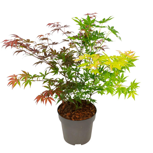 Arce Japonés - Acer Palmatum 'festival' - Altura 60-70cm - ⌀19cm_0