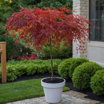 Arce Japonés - Acer Palmatum 'garnet' - Altura 60-70cm - ⌀19cm_1
