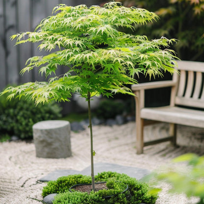 Arce Japonés - Acer Palmatum 'going Green' - Altura 25-40cm - ⌀105cm_1
