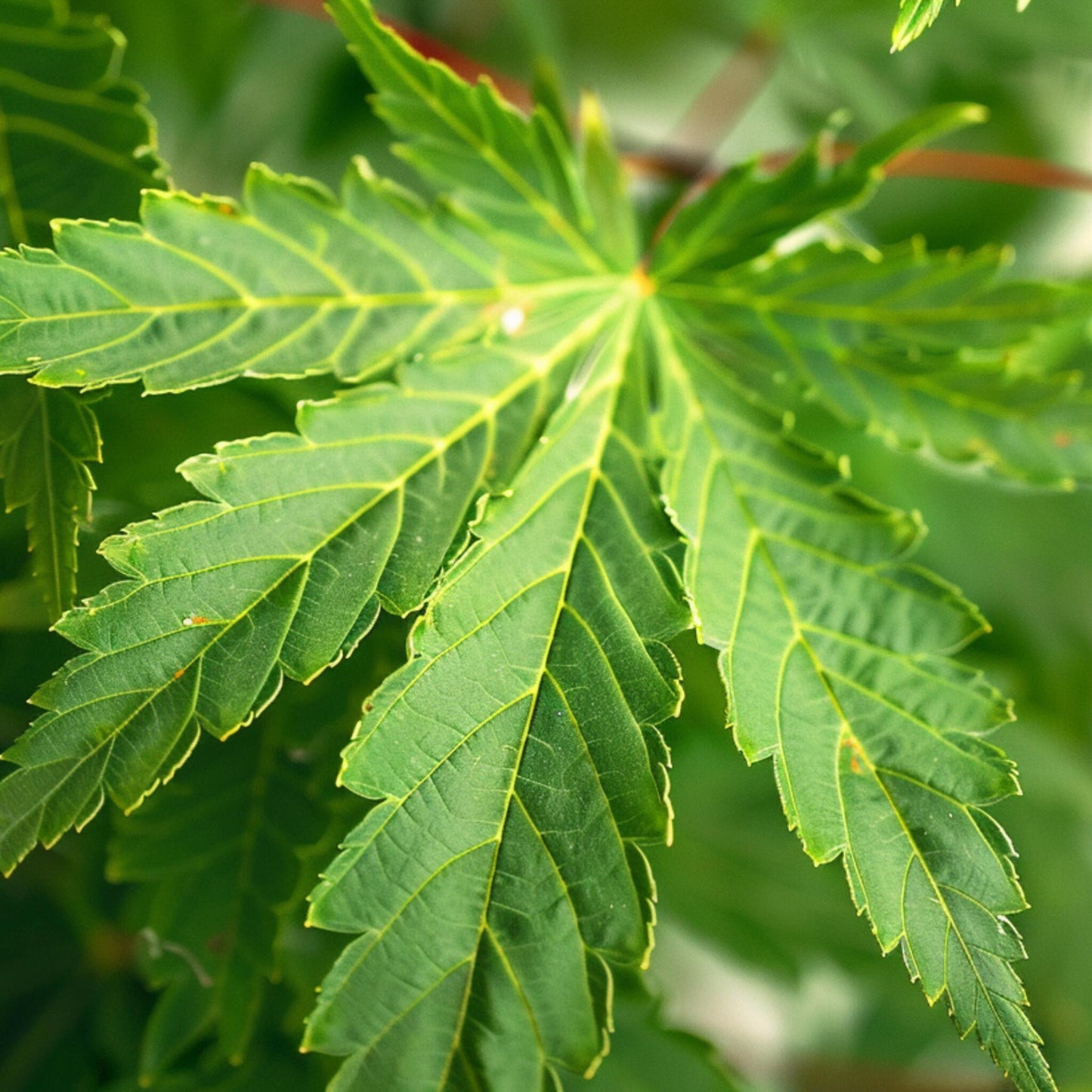 Arce Japonés - Acer Palmatum 'going Green' - Altura 35-55cm - ⌀15cm_3