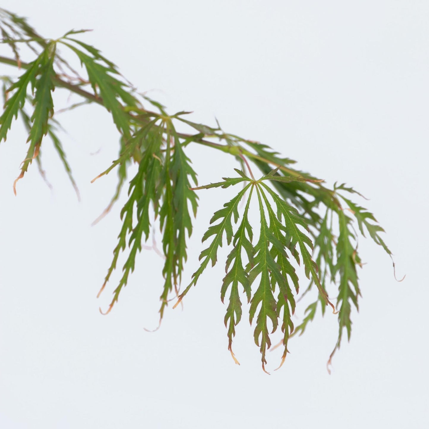 Arce Japonés - Acer Palmatum 'inaba-shidare' - Altura 30-40cm - ⌀13cm_3
