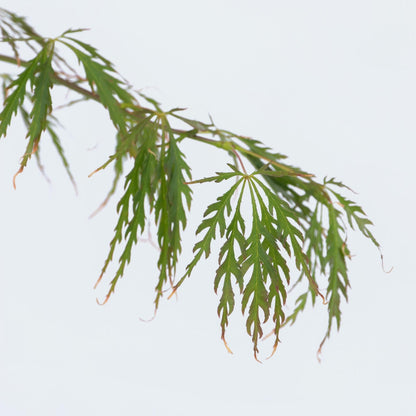 Arce Japonés - Acer Palmatum 'inaba-shidare' - Altura 30-40cm - ⌀13cm_3