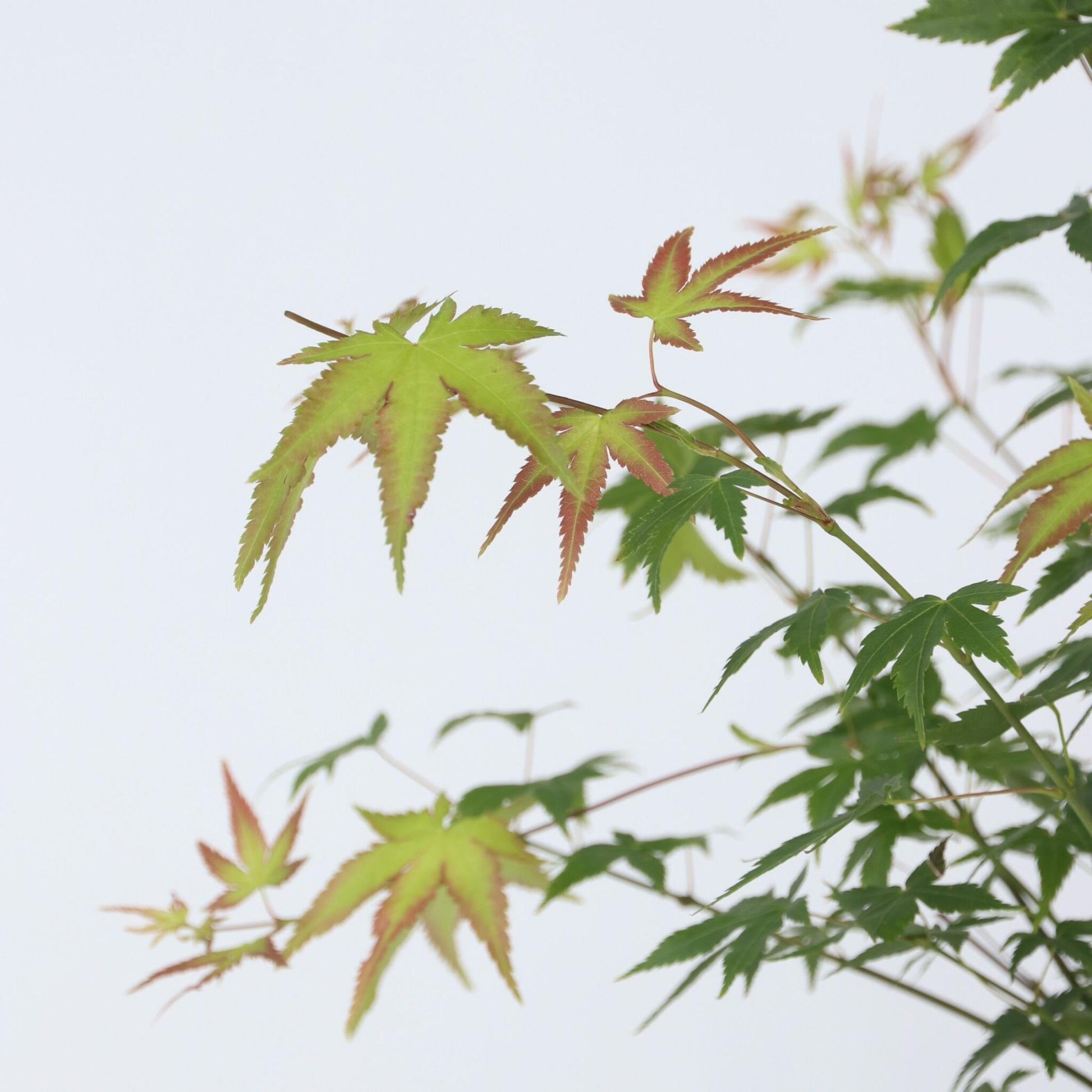 Arce Japonés - Acer Palmatum 'little Princess' - Altura 45-55cm - ⌀19cm_3