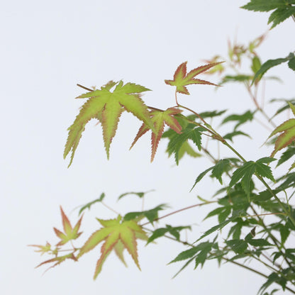 Arce Japonés - Acer Palmatum 'little Princess' - Altura 45-55cm - ⌀19cm_3