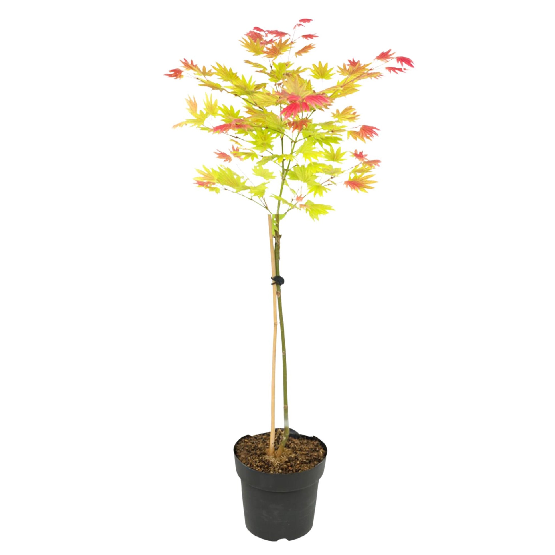 Arce Japonés - Acer Palmatum 'moonrise' - Altura 80-90cm - ⌀19cm_0