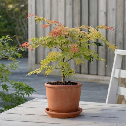 Arce Japonés - Acer Palmatum 'moonrise' - Altura 80-90cm - ⌀19cm_1