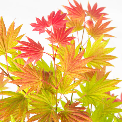 Arce Japonés - Acer Palmatum 'moonrise' - Altura 80-90cm - ⌀19cm_3