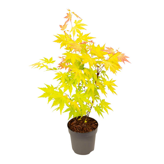 Arce Japonés - Acer Palmatum 'orange Dream' - Altura 25-40cm - ⌀105cm_0