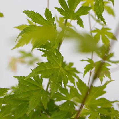 Arce Japonés - Acer Palmatum 'orange Dream' - Altura 25-40cm - ⌀105cm_3