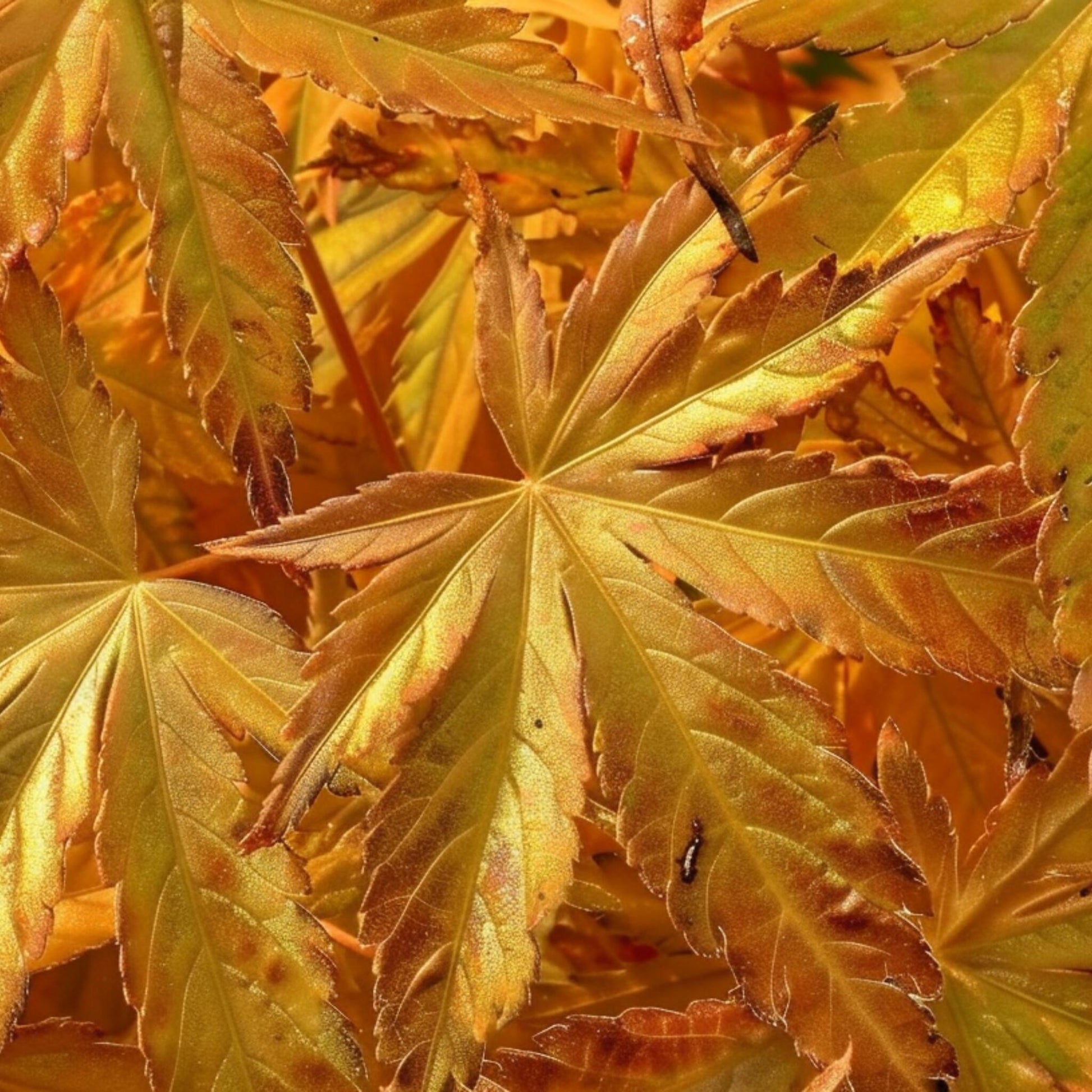 Arce Japonés - Acer Palmatum 'orange Dream' - Altura 35-55cm - ⌀15cm_3