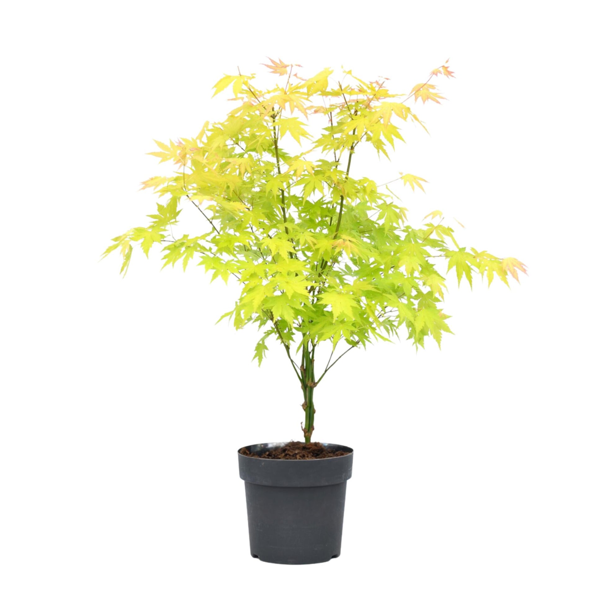 Arce Japonés - Acer Palmatum 'orange Dream' - Altura 60-70cm - ⌀19cm_0