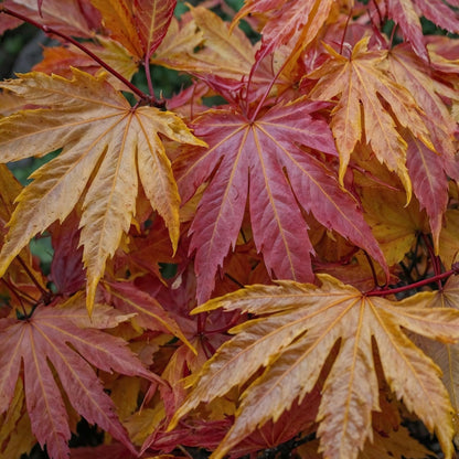 Arce Japonés - Acer Palmatum 'orange Dream' - Altura 60-70cm - ⌀19cm_1