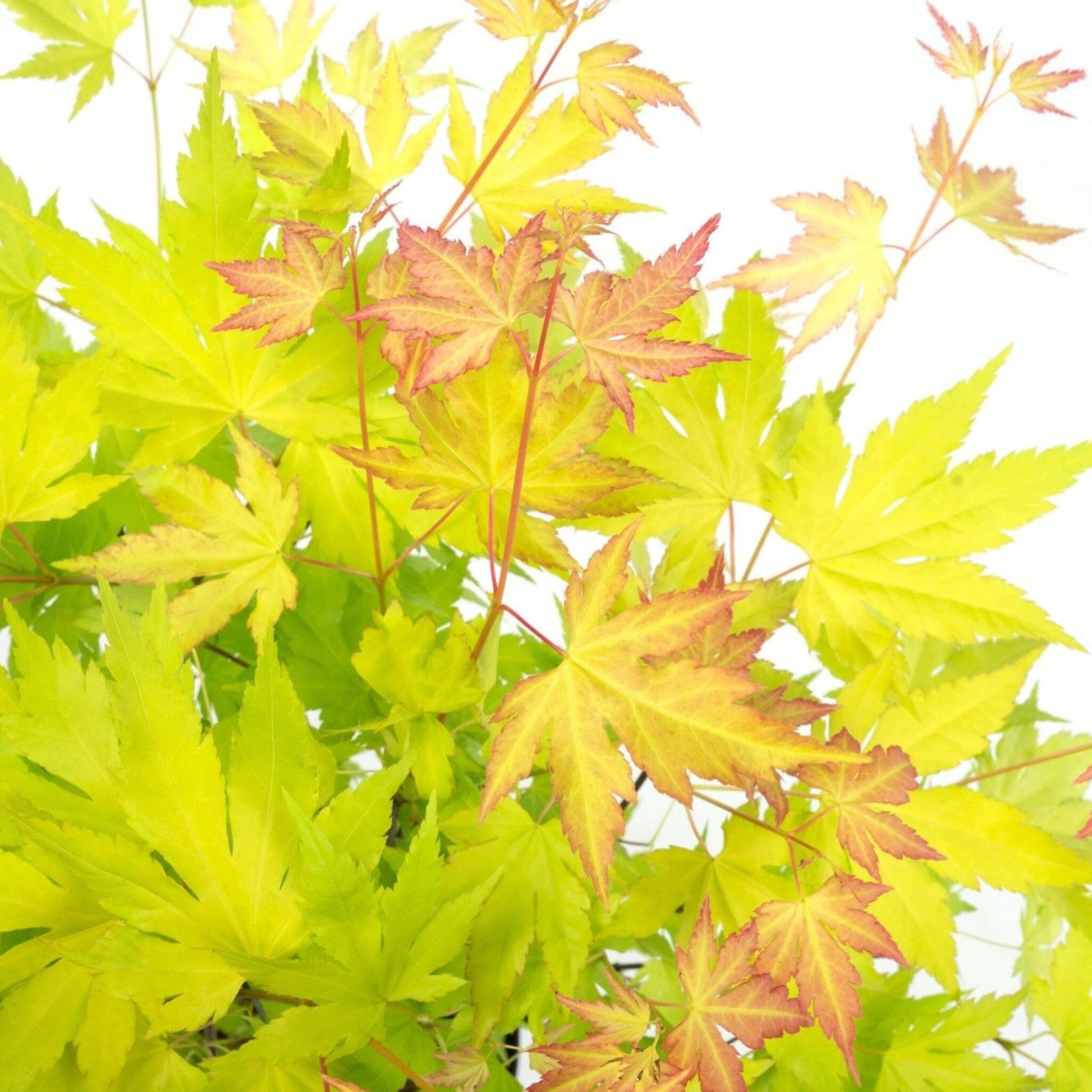 Arce Japonés - Acer Palmatum 'orange Lace' - Altura 60-70cm - ⌀19cm_3