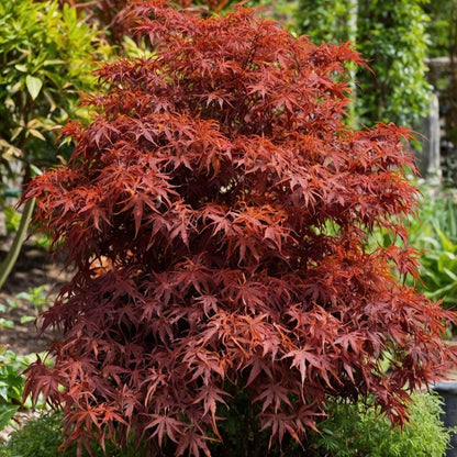 Arce Japonés - Acer Palmatum 'shaina' - Altura 80-90cm - ⌀19cm_1