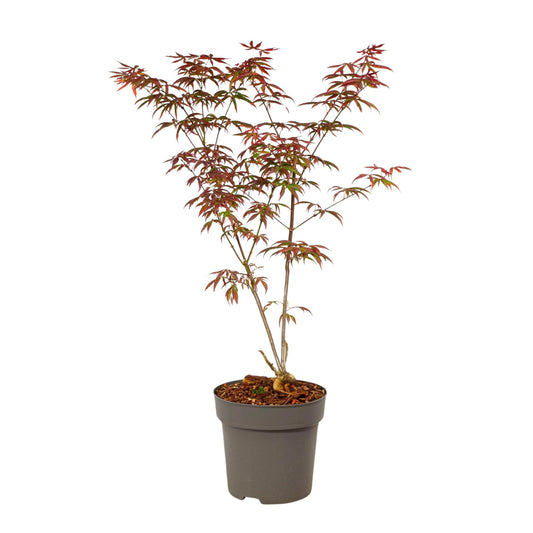 Arce Japonés - Acer Palmatum 'starfish' - Altura 60-70cm - ⌀19cm_0