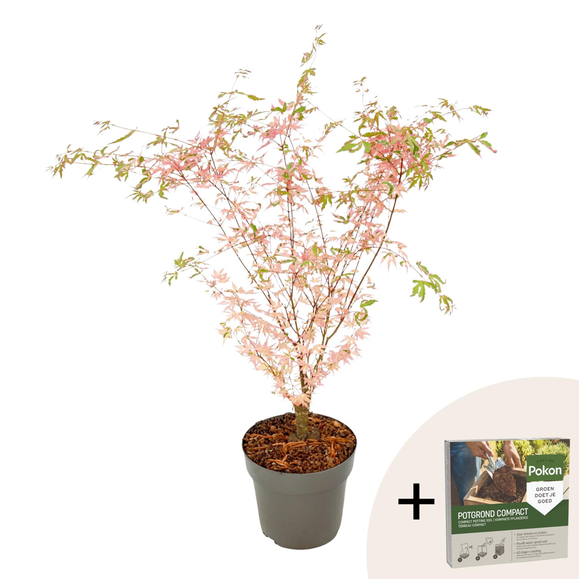 Arce Japonés - Acer Palmatum 'taylor' - Altura 50-60cm - ⌀19cm_0