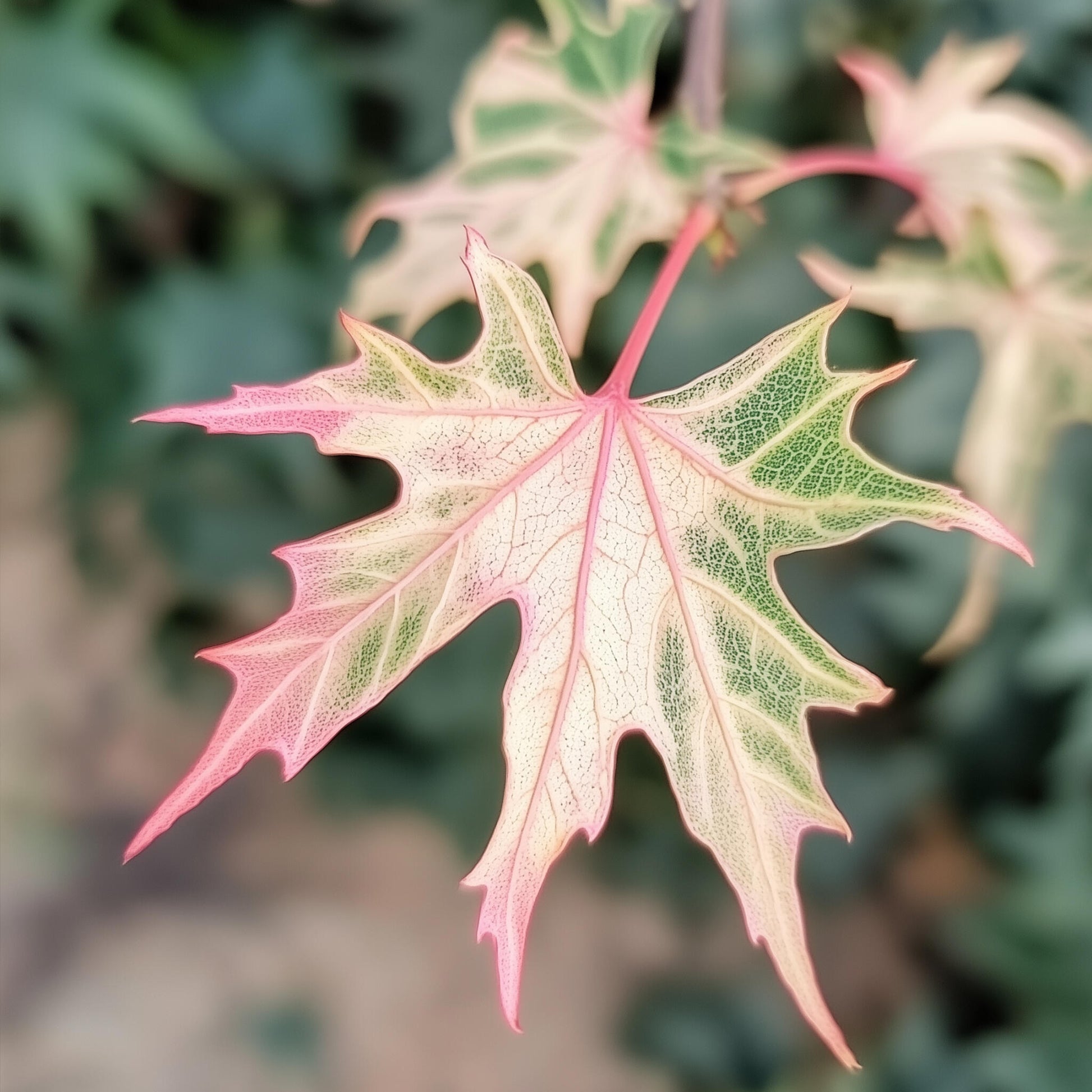 Arce Japonés - Acer Palmatum 'taylor' - Altura 50-60cm - ⌀19cm_3