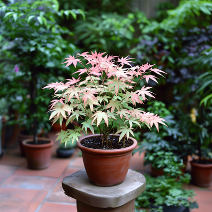 Arce Japonés - Acer Palmatum 'taylor' - Altura 50-60cm - ⌀19cm_4