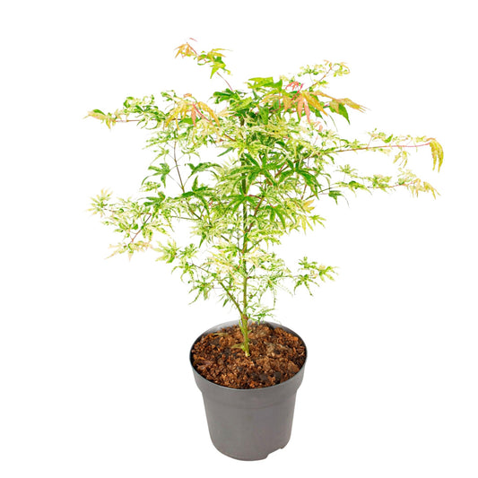 Arce Japonés - Acer Palmatum 'ukigumo' - Altura 50-60cm - ⌀19cm_0