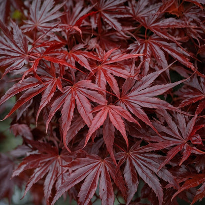 Arce Rojo Japonés - Acer Palmatum - Altura 35-55cm - Ø15cm_3