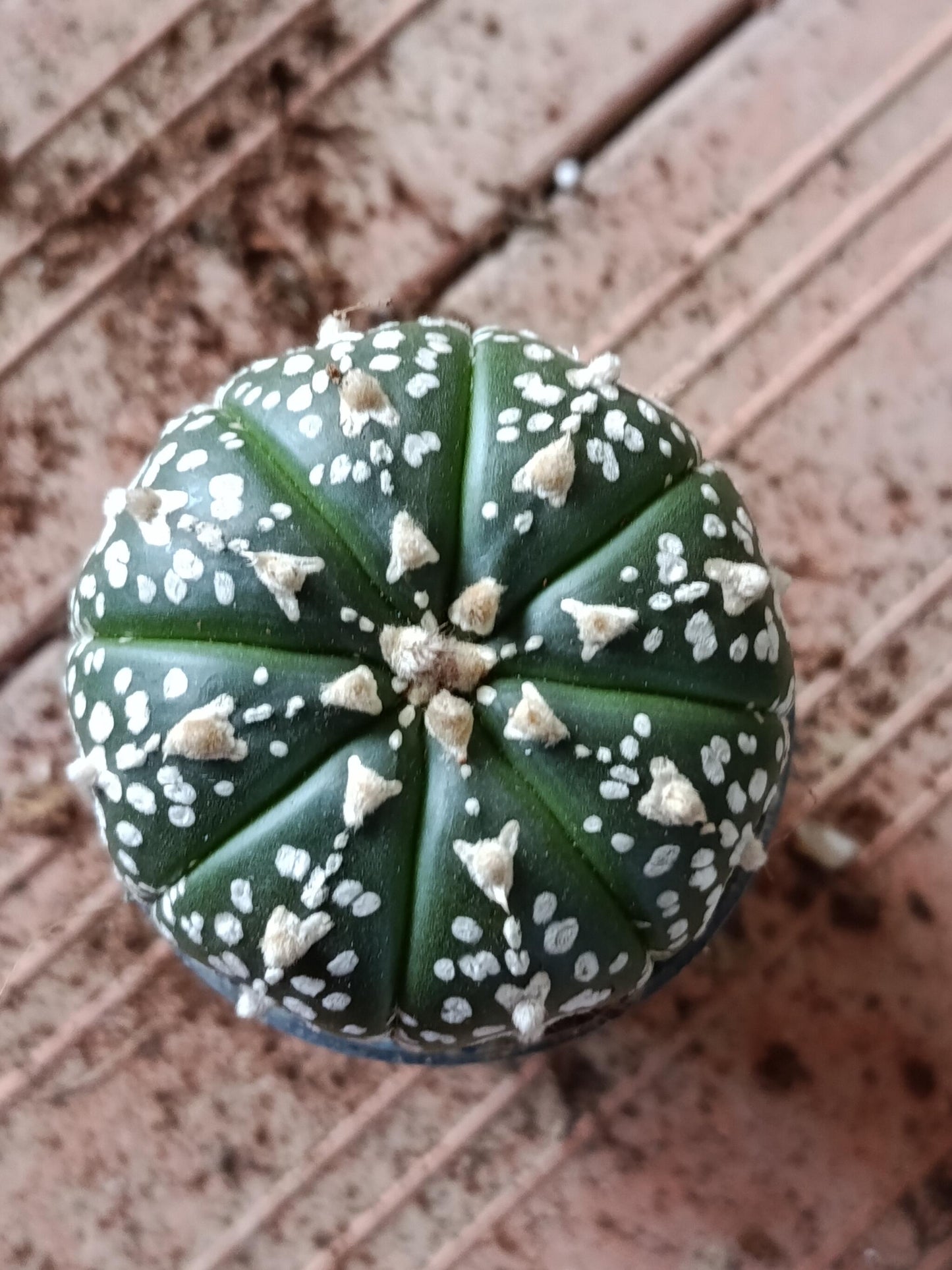Astrophytum Asterias Surtido Planta Erizo De Mar Ø6_2