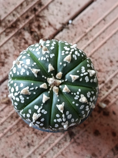 Astrophytum Asterias Surtido Planta Erizo De Mar Ø6_2