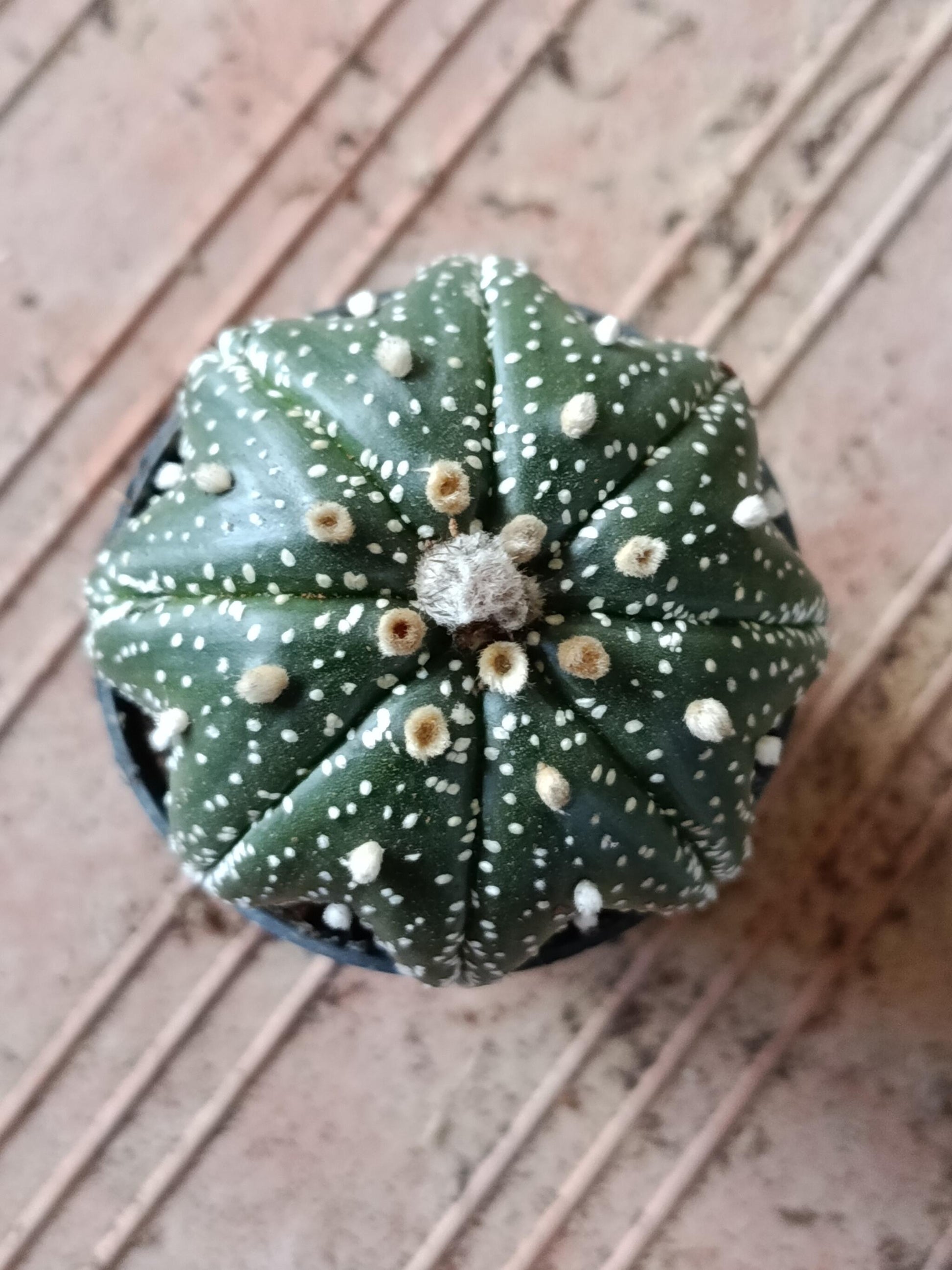 Astrophytum Asterias Surtido Planta Erizo De Mar Ø6_3