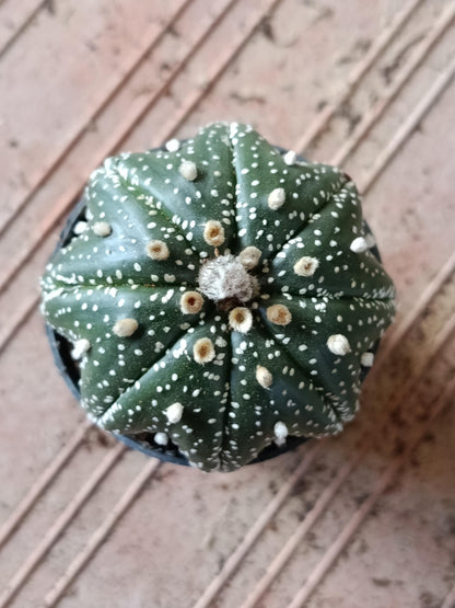 Astrophytum Asterias Surtido Planta Erizo De Mar Ø6_3