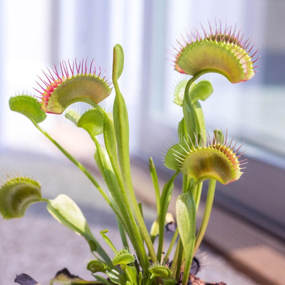 Atrapamoscas De Venus - 6 Pzs - Dionaea Muscipula - Altura 5-15cm - ⌀55cm_1