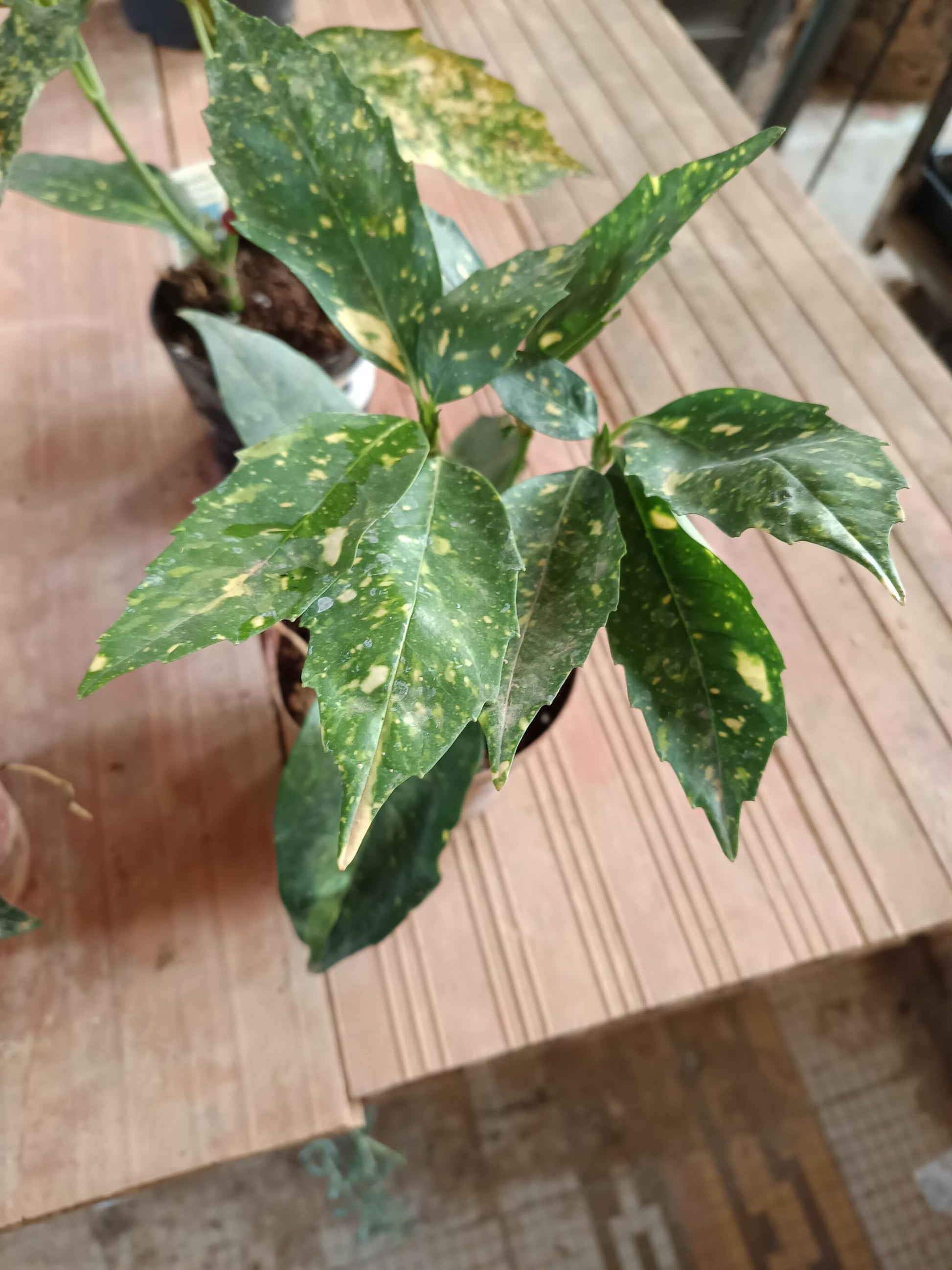 Aucuba J Crotonifolia Laurel Manchado Planta_1