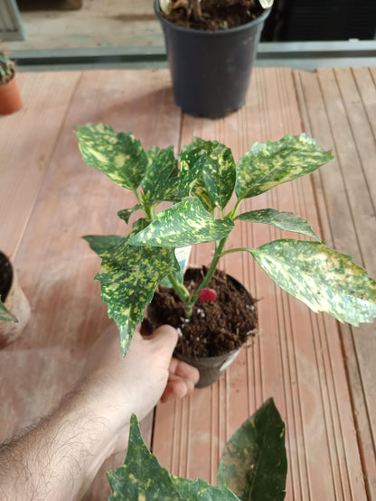 Aucuba J Crotonifolia Laurel Manchado Planta_2