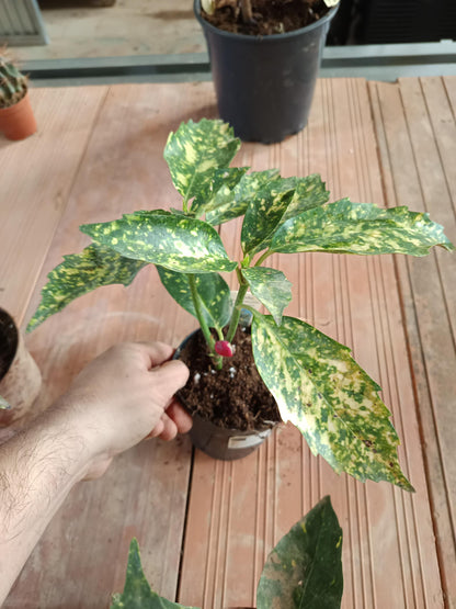 Aucuba J Crotonifolia Laurel Manchado Planta_3
