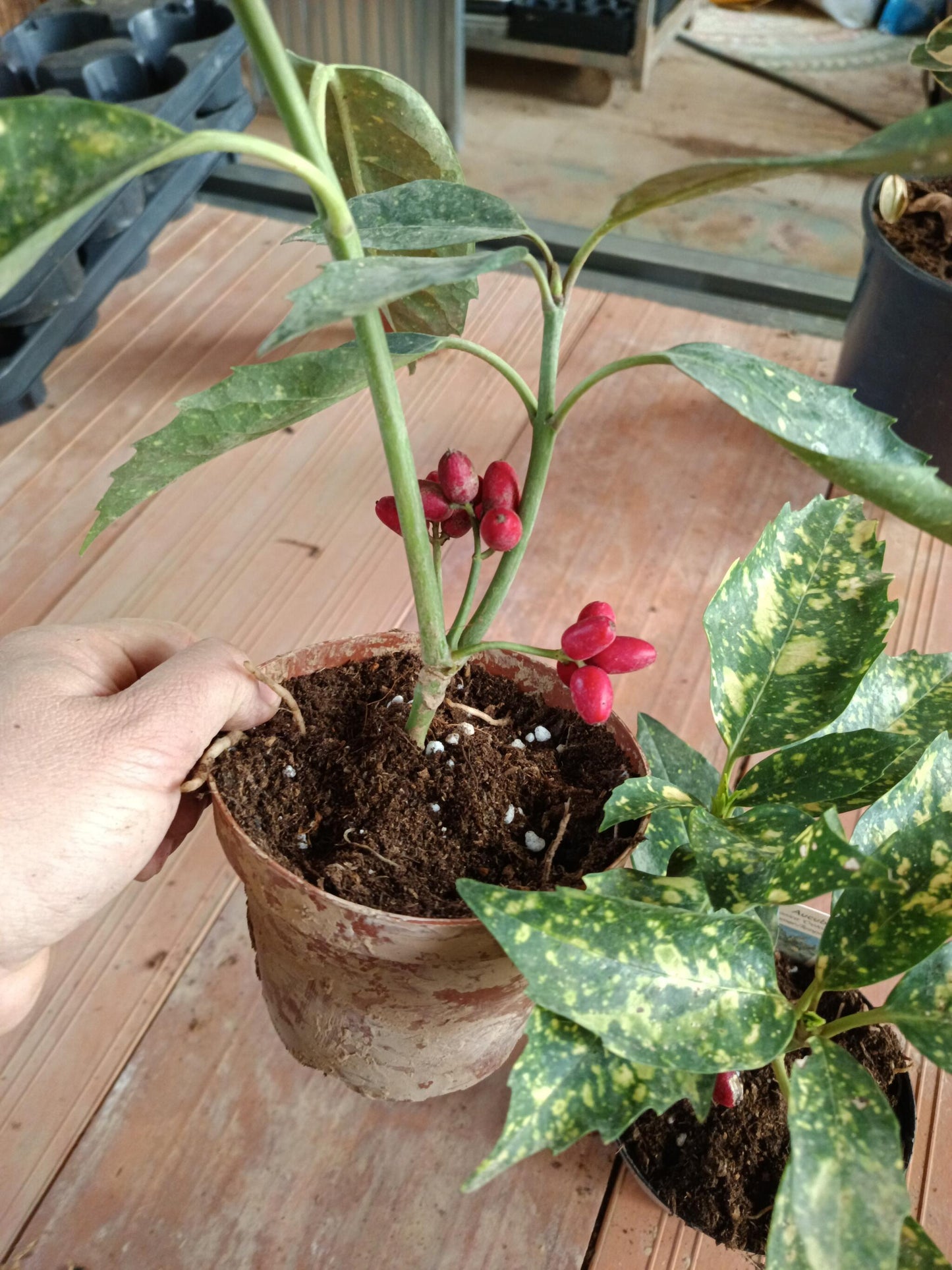 Aucuba J Crotonifolia Laurel Manchado Planta_4