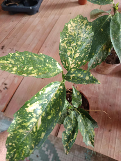 Aucuba J Crotonifolia Laurel Manchado Planta_5