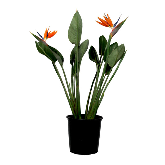 Ave Del Paraíso - Strelitzia Reginae - Con Flores - Altura 70-100cm - Ø19cm_0