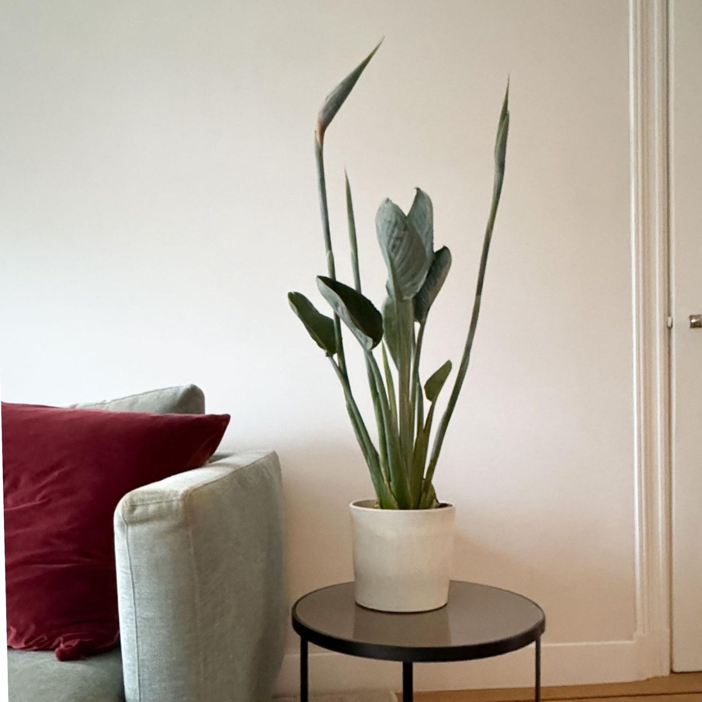 Ave Del Paraíso - Strelitzia Reginae - Con Flores - Altura 70-100cm - Ø19cm_1