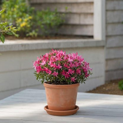 Azalea Estrellada - 6 Pzs - Rhododendron 'starstyle' - Altura 25-35cm - ⌀105cm_1