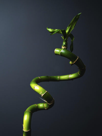 Bamboo Lucky Espiral | Altura 60cm 8 Unidades_2