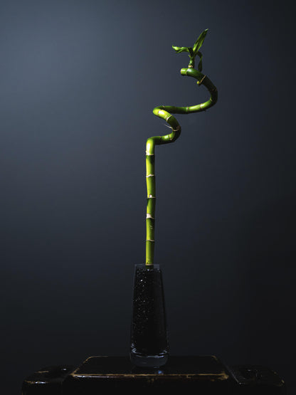 Bamboo Lucky Espiral | Altura 60cm 8 Unidades_3