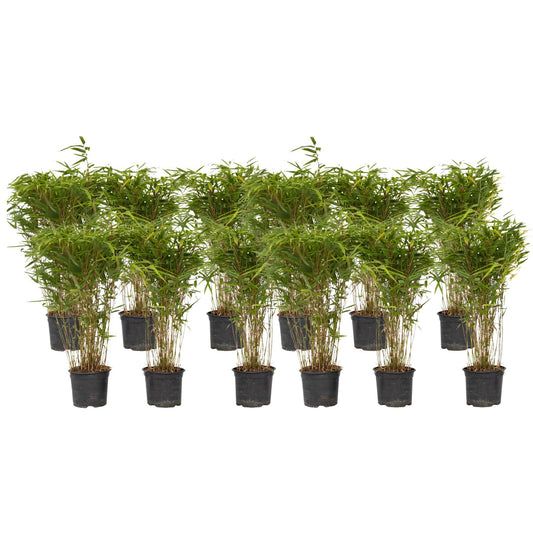 Bambú - 12 Pzs - Fargesia Nitida 'gansu' - Altura 50-70cm - ⌀17cm_0