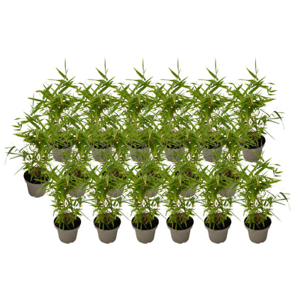 Bambú - 18 Piezas - Fargesia Nitida 'black Dragon' - Altura 25-40cm - ⌀14cm_0