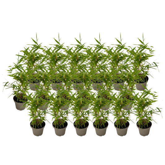 Bambú - 18 Piezas - Fargesia Nitida 'black Dragon' - Altura 25-40cm - ⌀14cm_0